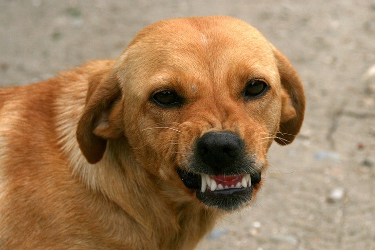 В России за нападение собак на людей станут наказывать их хозяев