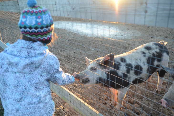 В Китае восполняют дефицит свинины выращиванием животных весом в полтонны