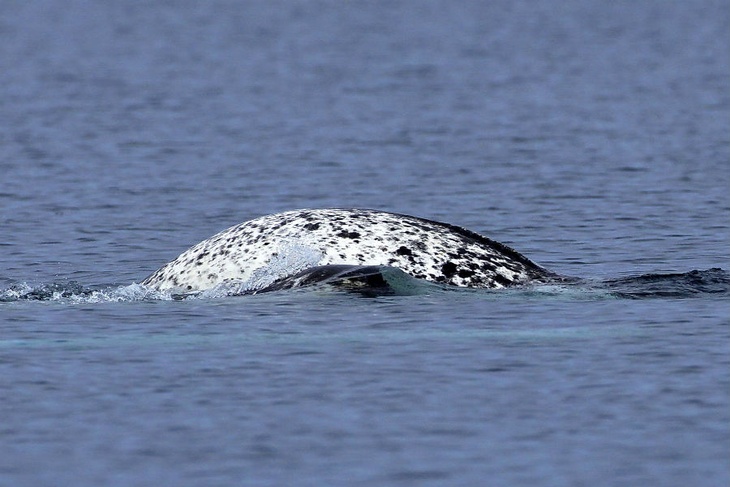 На Севере России нашли на череп кита-нарвала с рост человека