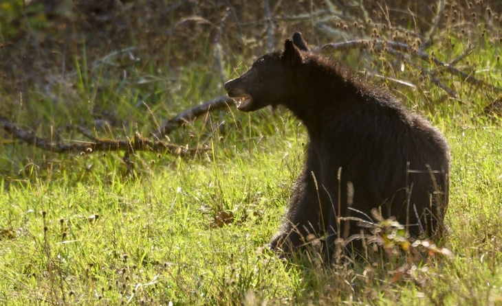 В Карелии медведь напал на дрессировщика на глазах у посетителей нелегального цирка