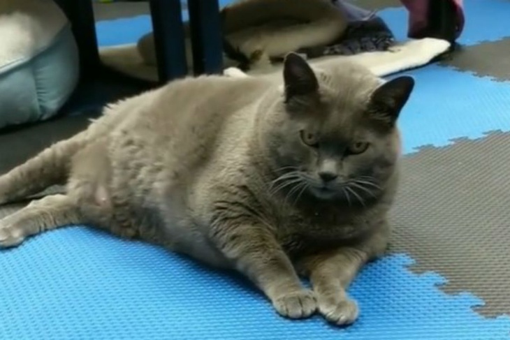 Ленивая кошка нашла способ отлынивать от тренировок на беговой дорожке