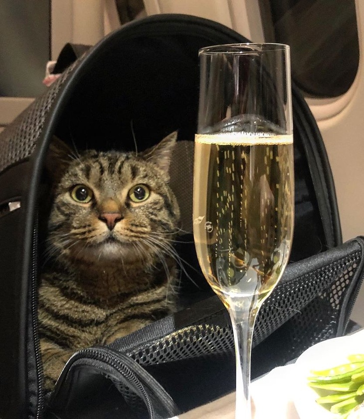 «Торпедо» призвал болельщиков поддержать пассажира самолета с толстым котом, которого не пустили на борт