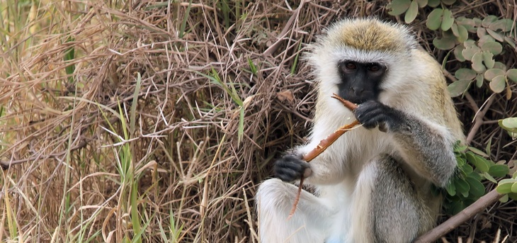 В Ростовской области незаконно «оказались» 22 обезьяны