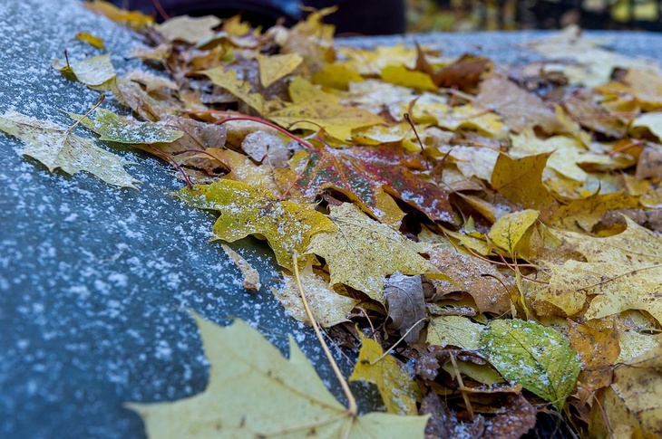 Листья во время заморозков