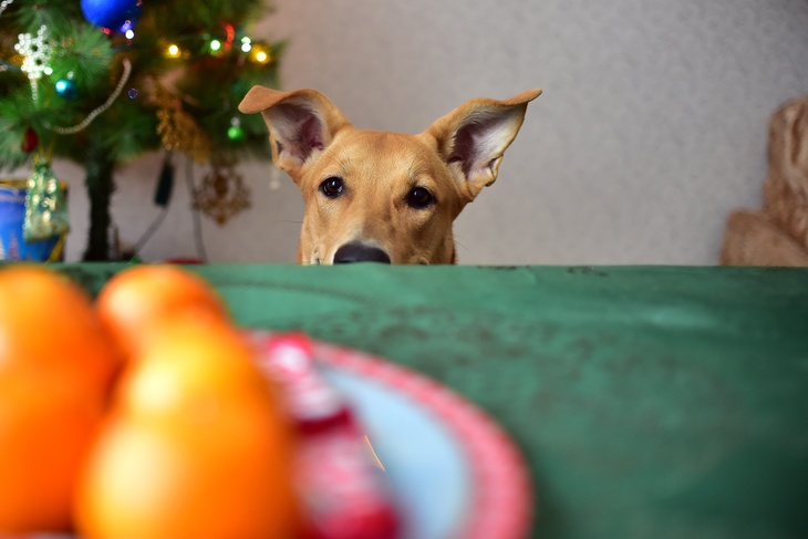 Собака за праздничным столом