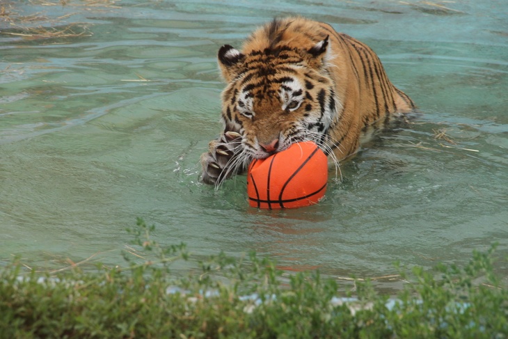 Тигр с мячом