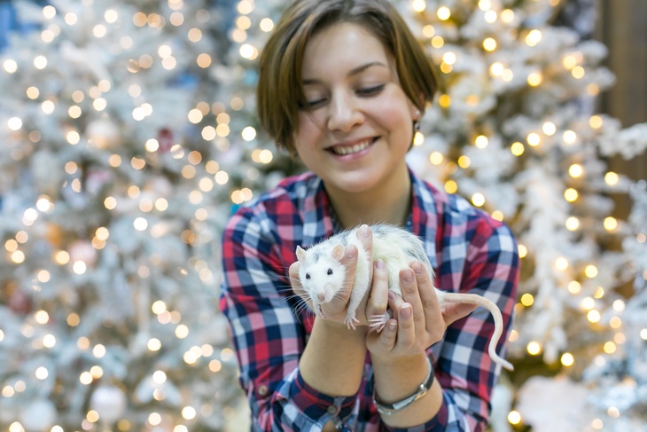 Красноярск. Девушка с крысой у новогодней елки.
