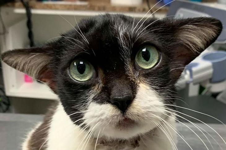 Сотрудники приюта для животных спасли кошку-Йоду