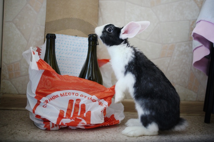 Кролик у бутылок с шампанским