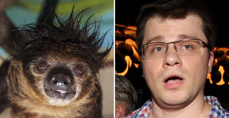 Выдала прическа: ленивца из челябинского зоопарка сравнили с резидентом Comedy Club