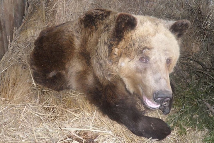 Медведь-шатун терроризирует жителей поселка в Иркутской области