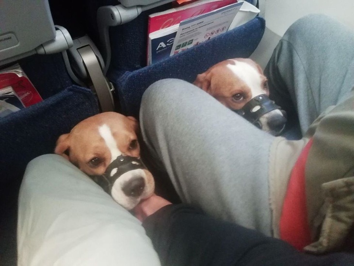 Собаки-бигли уже в самолете