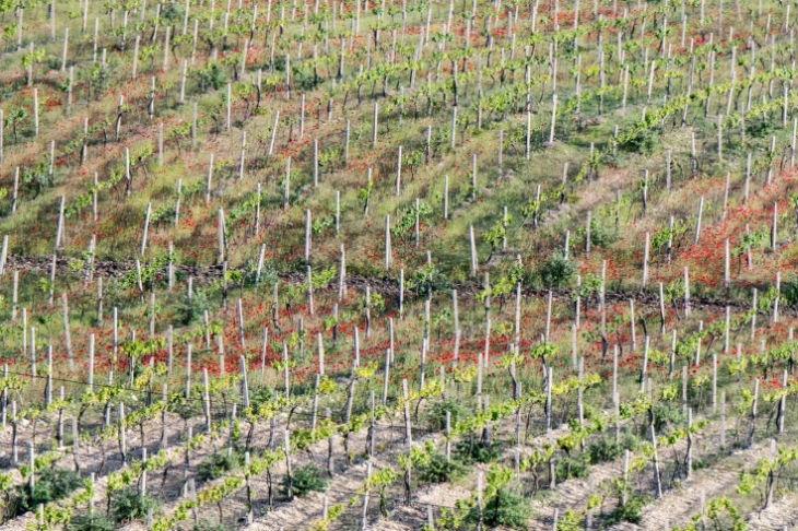 Глобальное потепление поставило вино под угрозу исчезновения