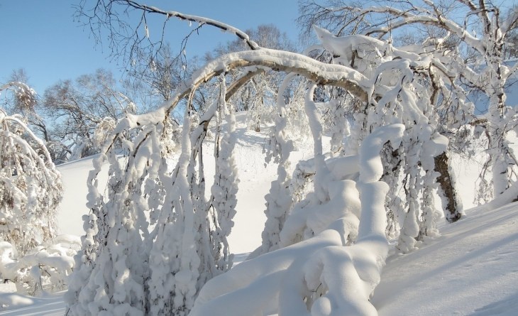 SOS на снегу: житель Аляски 23 дня выживал один в зимнем лесу
