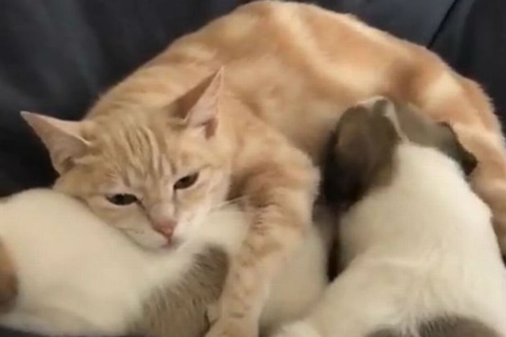 Горюющая по котятам кошка стала мамой для щенят