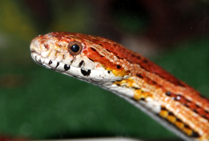 Неожиданная находка: в Туле женщина нашла змею в своей уборной