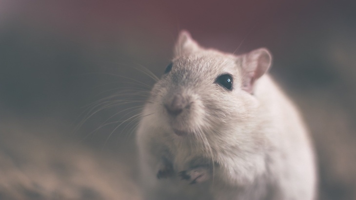 Во Владивостоке подожгли фигуру мыши стоимостью более полумиллиона