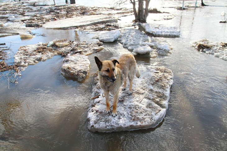 собака на льдине