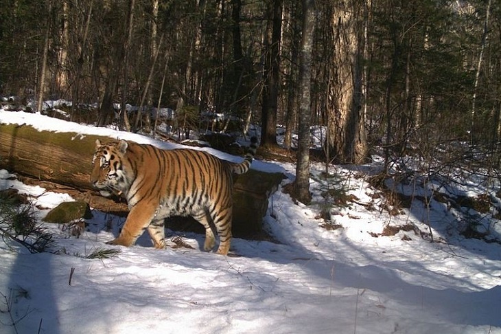 Рейсовый автобус в Приморье сбил тигра