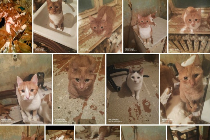 «Очарование мое»: москвичка завела 130 рыжих котов
