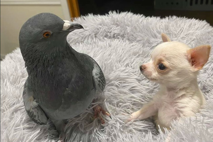 Неразлучные друзья: не ходящий щенок и не летающий голубь стали друзьями