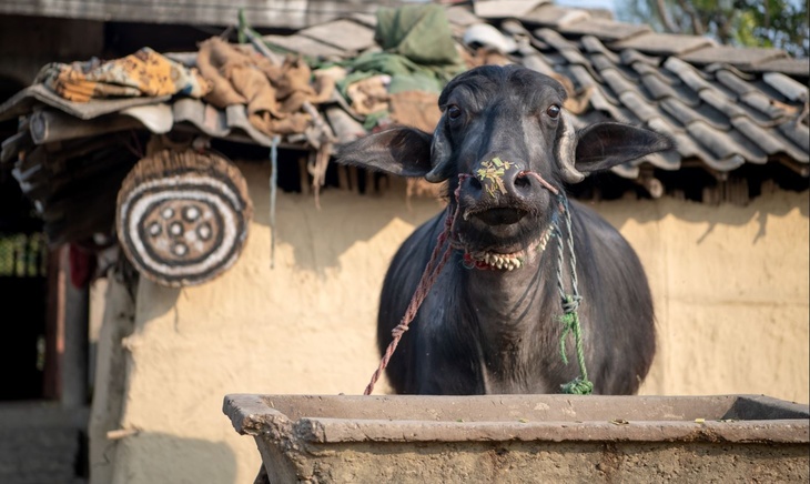 Индийский бегун побил рекорд Усэйна Болта во время гонки с буйволами