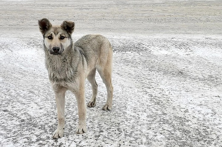 Красноярец спас бездомную собаку, рискуя жизнью
