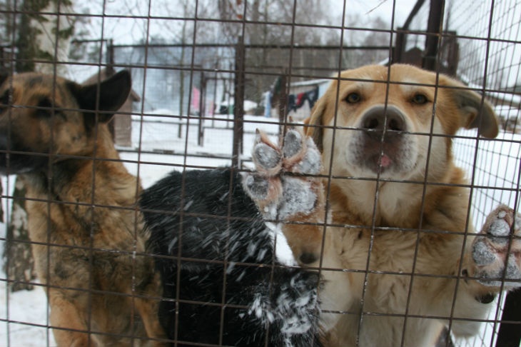 Прокуратура начала проверку после усыпления более 100 собак в Якутске