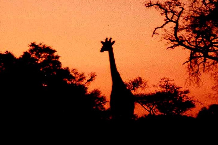 Браконьеры убили двоих из трех последних в мире белых жирафов
