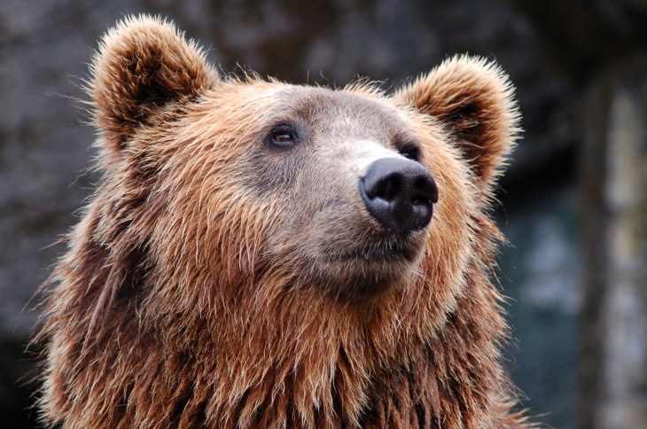 В зоопарке Москвы медведи проснулись раньше срока