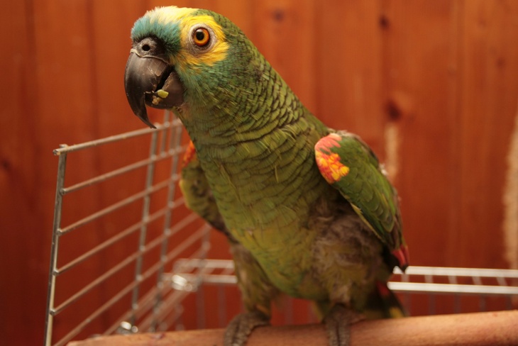 Биологи выяснили, что попугаи умеют просчитывать шансы
