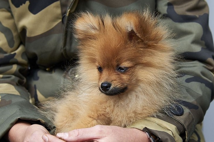 Без права выгула: в Иркутске собаку заперли на карантин