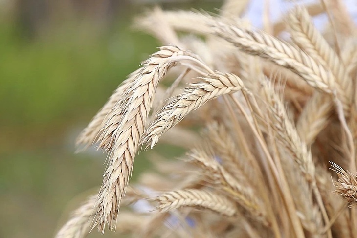 Bloomberg о дефиците в мире российской пшеницы