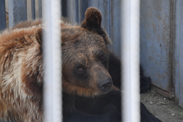 Медведь загнал туриста на дерева и съел его еду