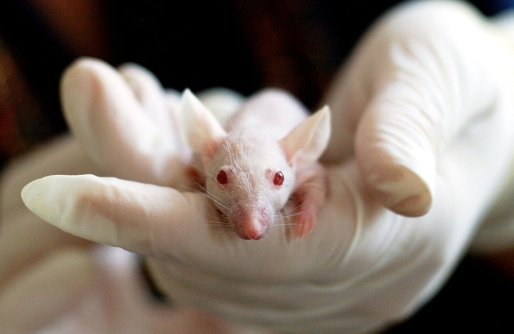 В России создадут гуманизированных мышей для борьбы с COVID-19