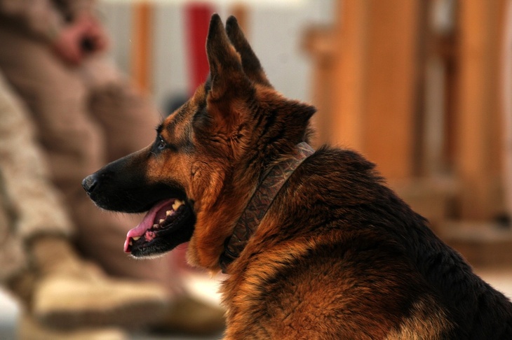 А нюх как у собаки: полицейские псы смогут выявлять носителей COVID-19