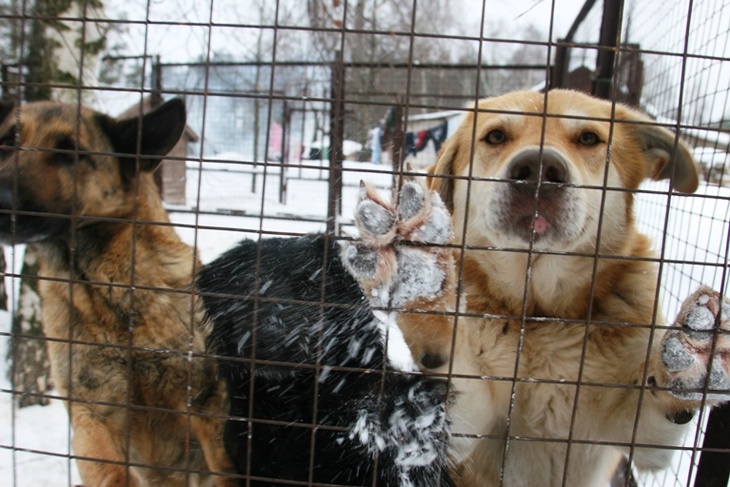 Зоозащитники бьются за право свободно посещать приюты для животных