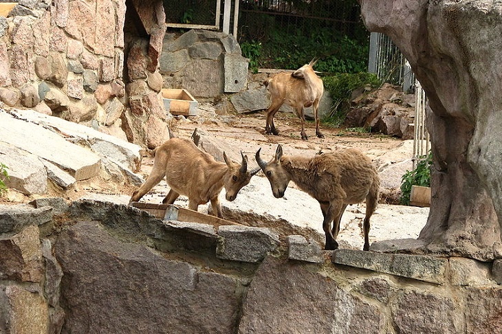 Кавказских козлов стало вдвое больше: в зоопарке Москвы родились туры