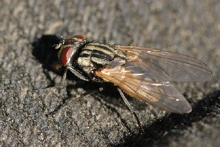 Чем опасны комнатные мухи