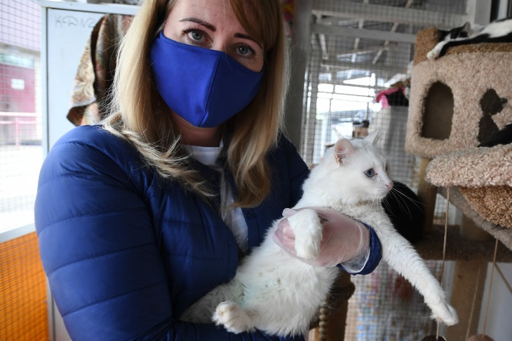 Вирусолог объяснил, опасна ли первая кошка с «короной» для россиян