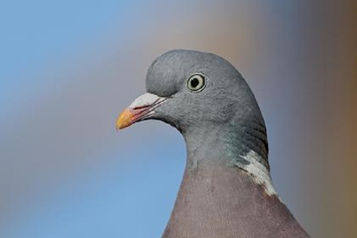 Лети, птичка: в Индии освободили из-под ареста голубя-«шпиона»