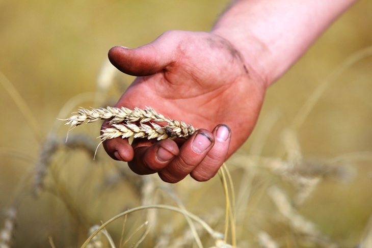 «Сельское хозяйство адаптируется»: эксперт опровергла страхи и неурожайном годе