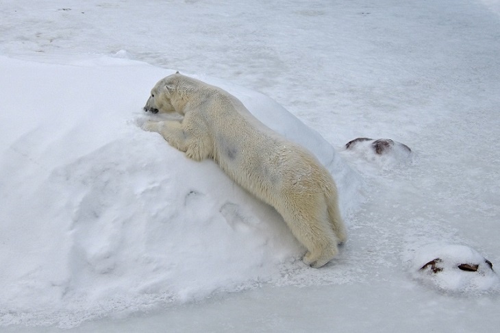 Уже жарко: белой медведице Аяне включили ледогенератор