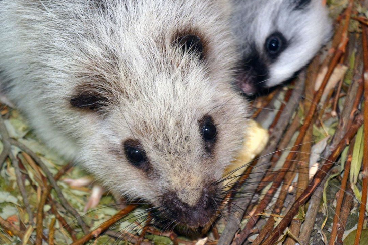«Сюрприз для зоологов»: в зоопарке Москвы родился лусонский крысенок