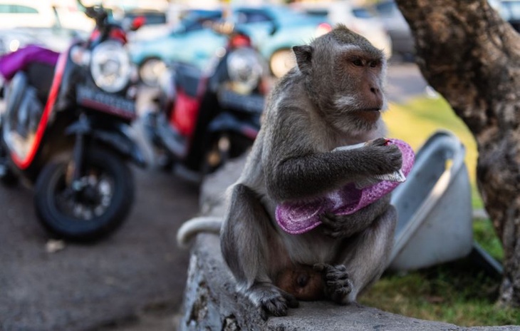 Соскучившиеся по туристам обезьяны нападают на людей