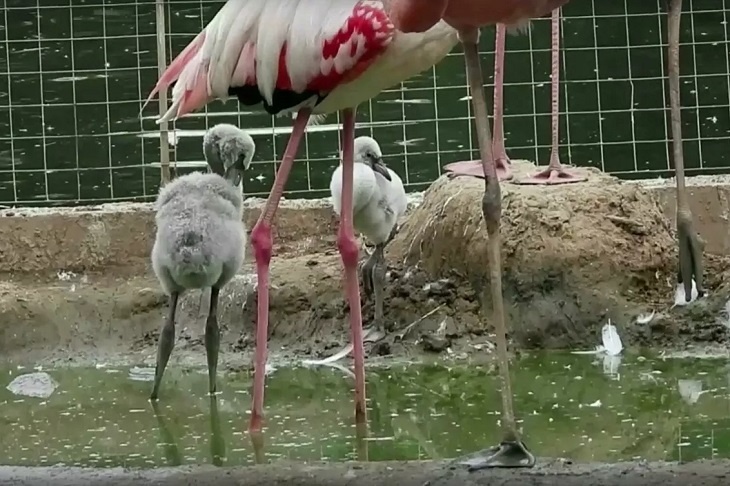 Красные и розовые: в зоопарке Москвы вылупились птенцы фламинго