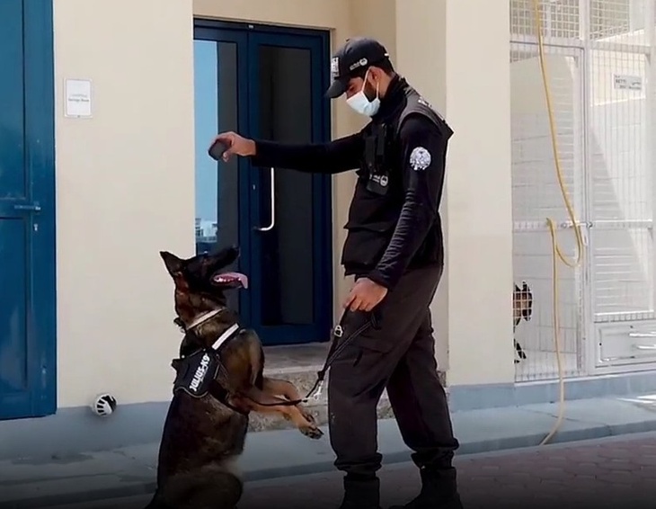 В Эмиратах коронавирус ищут с собаками