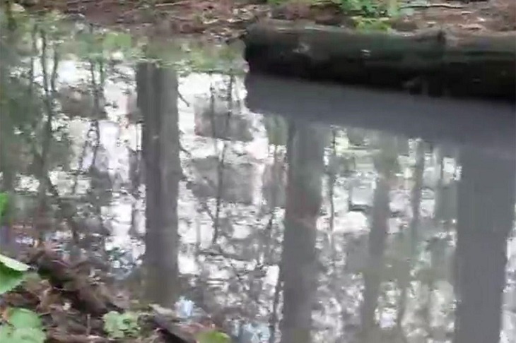 Подмосковный лес затопило отходами из канализации