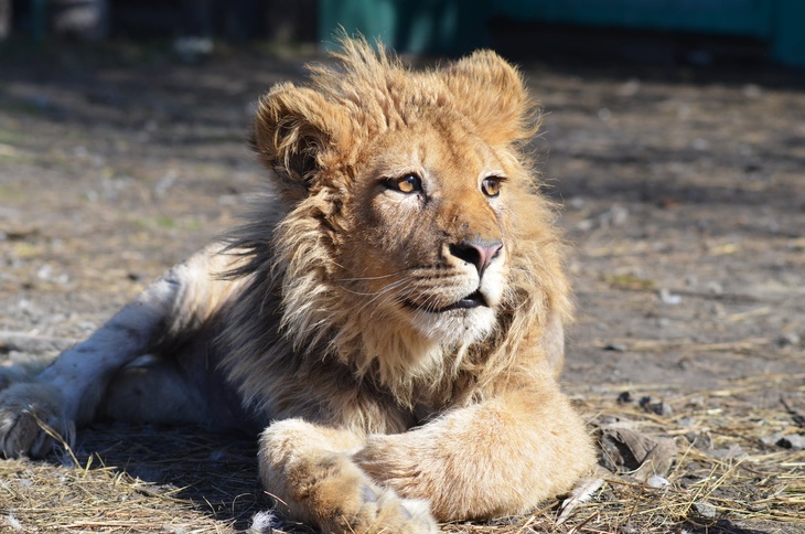 Спасенный челябинскими ветеринарами львенок Симба поедет в Танзанию