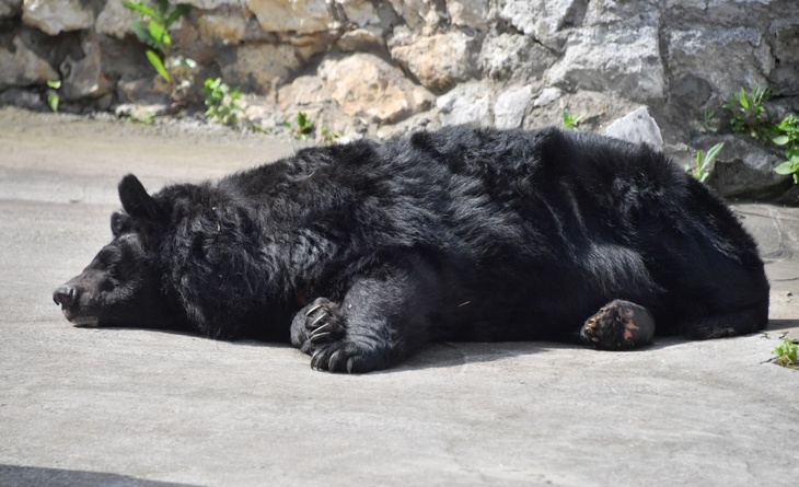 Без оглядки: вырвавшийся на волю медведь попал на видео
